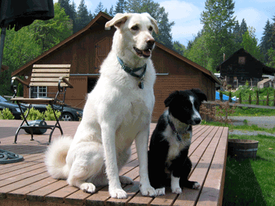 shasta and mckinley