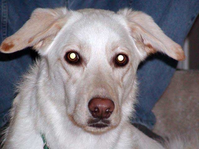 Shasta