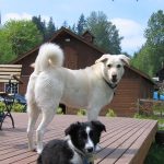 Shasta and McKinley Low Res